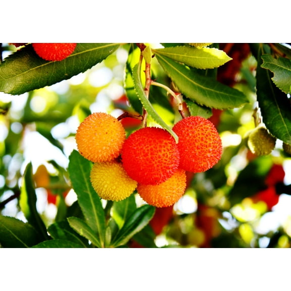 SEEDS - -10 Seeds- Strawberry Tree Seed Pack- Tropical Evergreen -Container or Bonsai --  Arbutus unedo= Serendipity Seeds