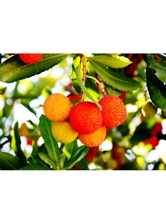 Strawberry Seeds in Seed Gardening