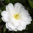 thumbnail image 5 of Camellia Sasanqua Mine-No-Yuki I 1 Extra Large 3 Gallon Plant I White Flowering Snow-White Blooms, Live Plant for Gardens & Landscapes, Winter Blooming Elegance for Year-Round Greenery, 5 of 7