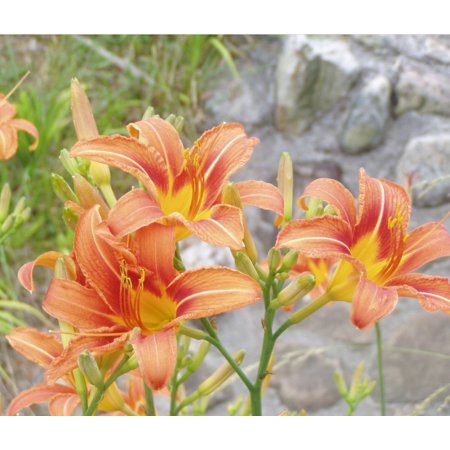 3 Orange Daylily Root Fans - Flowering Plant - Perennial Plant - Hemerocallis