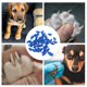 thumbnail image 5 of Ofertas Únicas 50 Pcs Capuchones de Uñas Portátiles Antirayaduras para Perros Azul Tamaño: L, 5 of 5