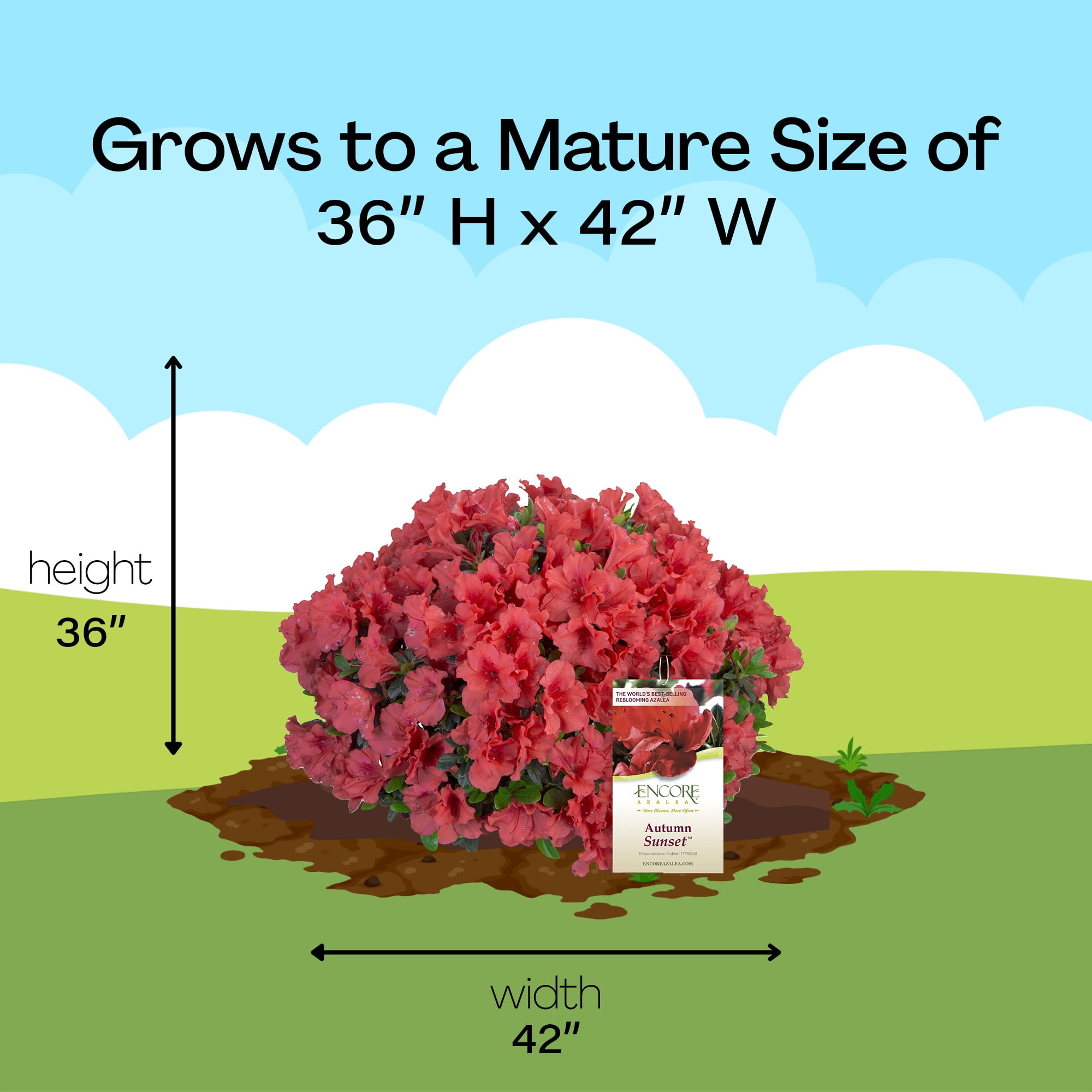Encore Azalea Autumn Sunset Live Shrub (1 Gallon)