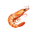 thumbnail image 3 of cartoon Shrimp Theme Stickers, Waterproof Shrimp Theme Sticker for Water Bottle Laptop Phone Cases Planner Skateboard Luggage Helmet Party Favor Decor, Ideal for Adults Teens Teacher Rewards, 3 of 9