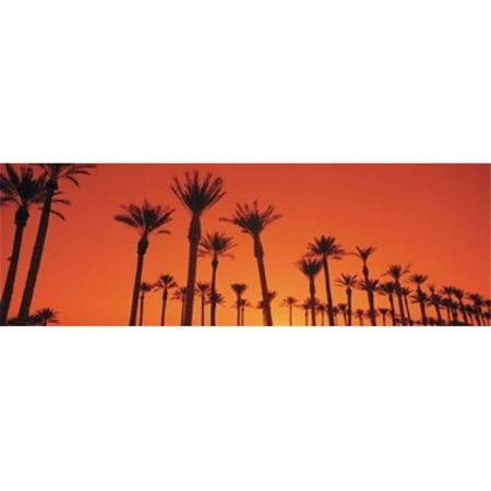 Silhouette of date palm trees in a row  Phoenix  Arizona  USA Poster Print by  - 36 x