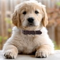thumbnail image 4 of Leather dog collar adjustable durable pet dog collar, 4 of 4