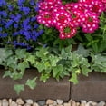 thumbnail image 5 of Expert Gardener 1PT Green Varigated Ivy Live Perennial Plant Partial Shade, 5 of 7