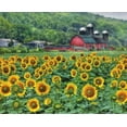 thumbnail image 2 of Deiter, Lori 24x20 Gold Ornate Wood Framed with Double Matting Museum Art Print Titled - Sunflower Farm, 2 of 4