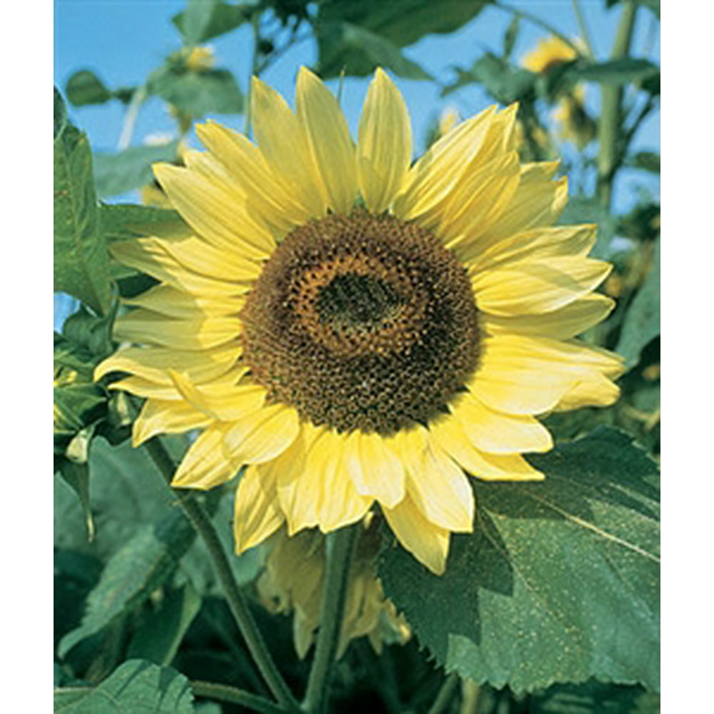 Sunflower Lemon Queen Seed 1 Packet