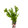 thumbnail image 3 of Fern 'Green Flame', 4" Pot, Indoor Houseplant, Easy Care, Live Plant for Indoor & Outdoor, 3 of 5