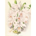thumbnail image 2 of Jean Jules Linden 11x14 Gold Ornate Wood Frame and Double Matted Museum Art Print Titled - Cattleya Maxima (1885-1906), 2 of 4