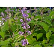 Tropical Lilac - Cornutia grandiflora - Scented Foliage - 4" Pot