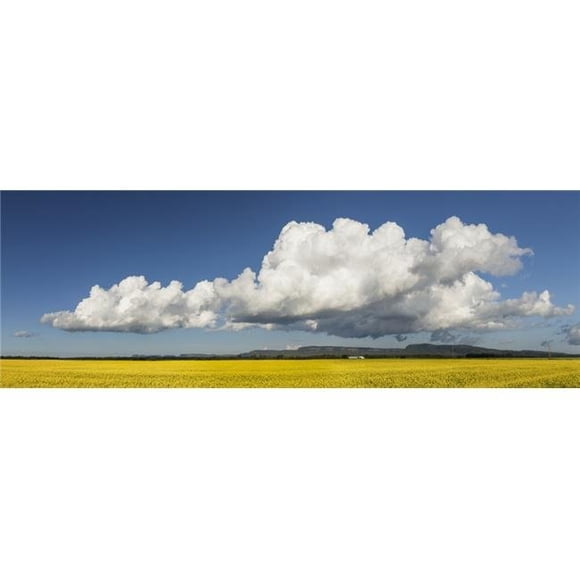 Canola Field with Blue Sky & Cloud - Thunder Bay Ontario Canada Poster Print - 44 x 15 in. - Large