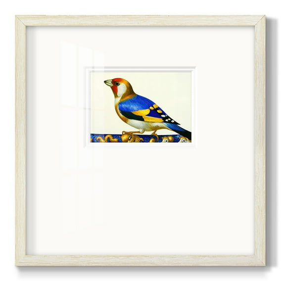 Blue Gold FinchPremium Framed Print