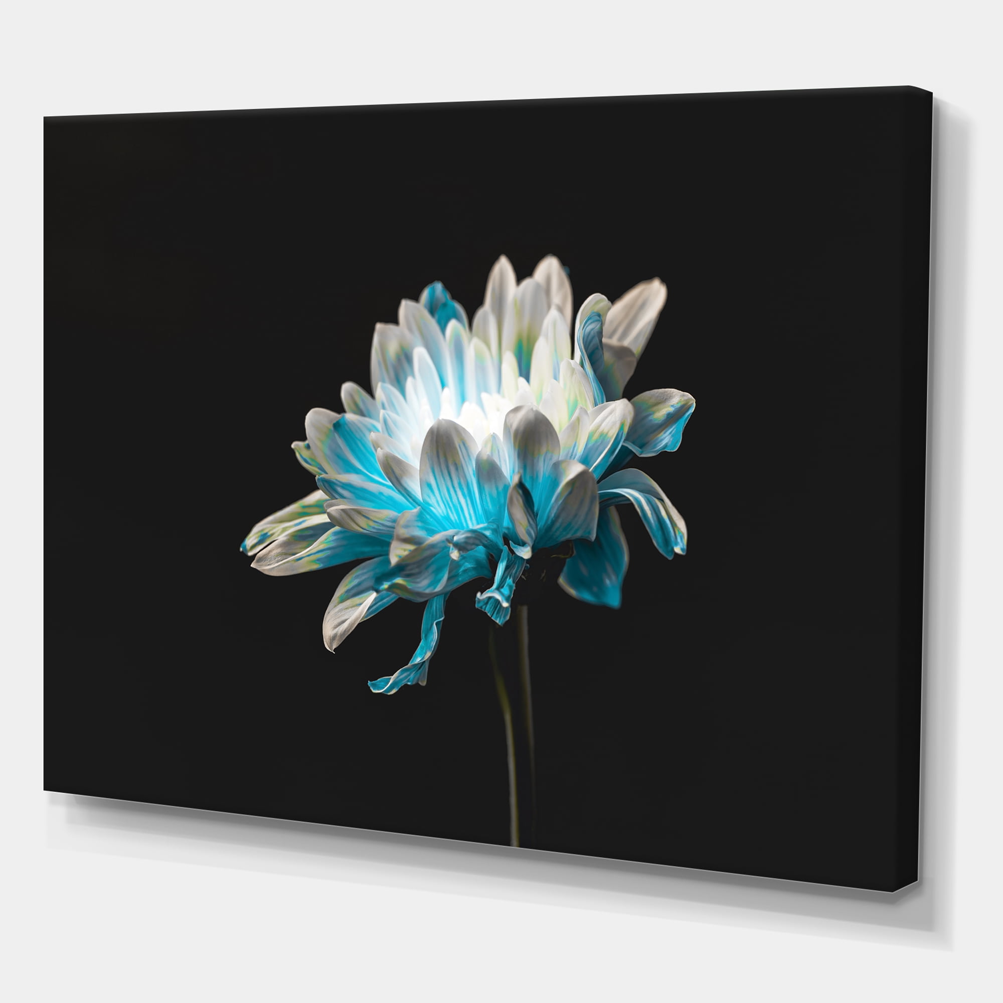 Designart ' Close Up Of White and Pure Blue Daisy Flower I ' Traditional Canvas Wall Art Print