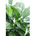thumbnail image 3 of KaBloom : Peace Lily Plant in 6" pot Plant , Next-Day Delivery, Gift for Every Occasion., 3 of 5