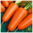 thumbnail image 3 of Everwilde Farms - 1000 Organic Chantenay Red Cored Carrot Seeds - Gold Vault Jumbo Bulk Seed Packet, 3 of 5
