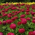 thumbnail image 2 of Outsidepride Zinnia Elegans Dahlia Cherry - 2000 Seeds, 2 of 2