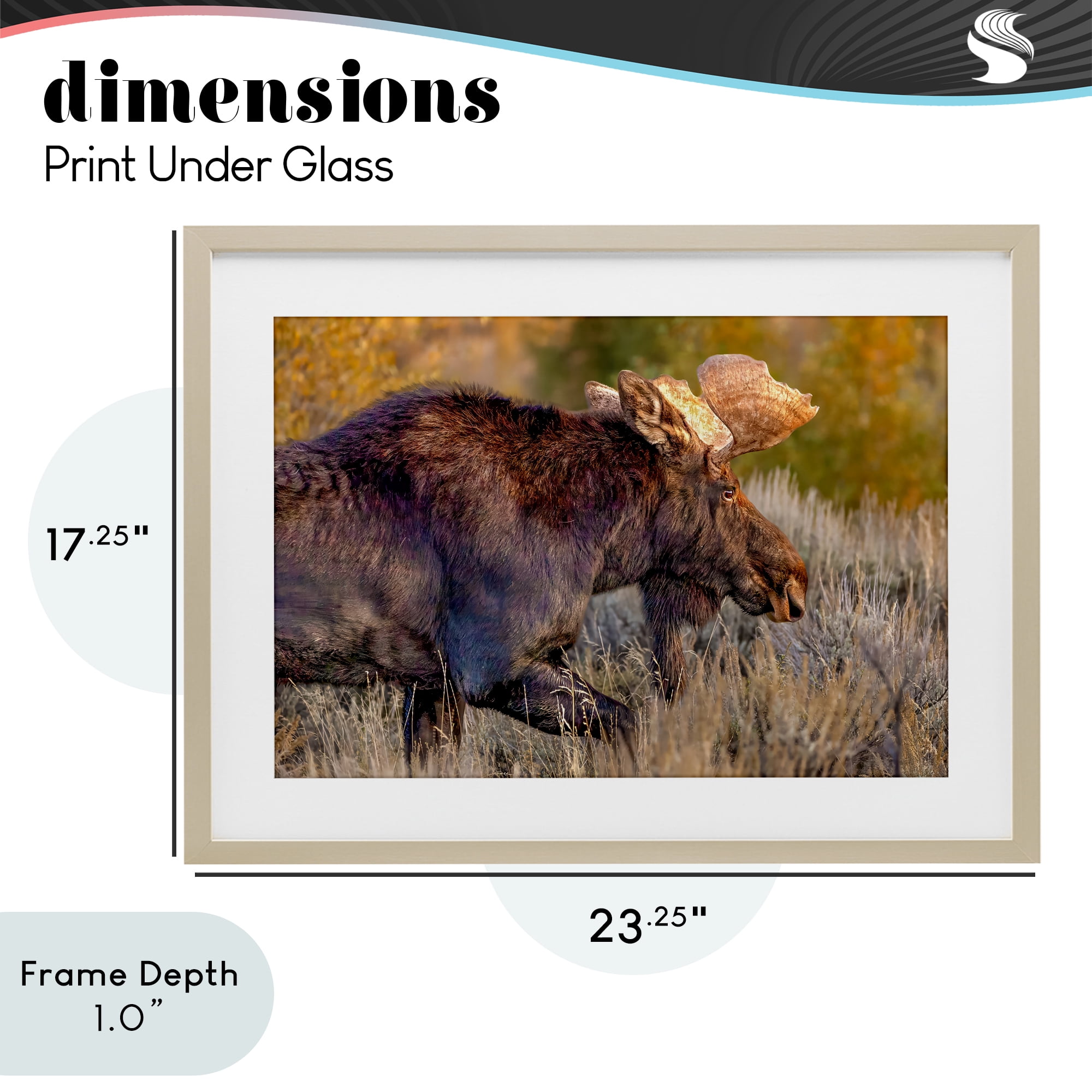 Stupell Industries Bull Moose At Dusk Birch Framed Print Under Glass, design by Shelley Carlisle