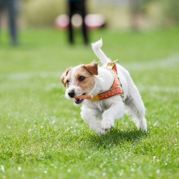 LOLIPPYY Wood Dog Chew Dog Chew Stick Coffee Wood Pet Teeth Cleaning 1Pcs