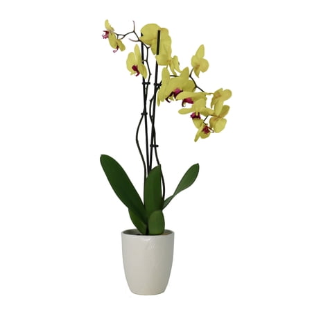 5 in. Superior Multi-Stem Vibrant Yellow Phalaenopsis Orchid in Luxe Designer Ceramic Planter