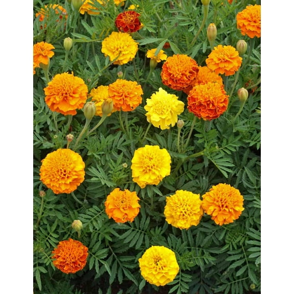 Marigold French Petite Mix Nice Garden Flower by Seed Kingdom (1/4 Lb Seeds)