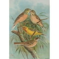 thumbnail image 2 of Johann Friedrich Naumann 14x18 Black Ornate Wood Framed Double Matted Museum Art Print Titled - Embarrass Hortulana, Embarrass Luteola Sparm, Embarrass Chrysophrys Pall, 2 of 5