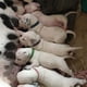 thumbnail image 3 of Collares de terciopelo doble súper suaves para cachorros, collares ajustables para cachorros, 3 of 5