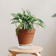 thumbnail image 4 of 10 Pcs Plateau d'Égouttement pour Pot de Fleurs en Plastique Rond Soucoupe pour Pot de Fleurs Conteneur, 4 of 8