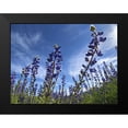 thumbnail image 2 of Popcorn 18x15 Black Modern Framed Museum Art Print Titled - Wildflowers XI, Lupine, 2 of 5