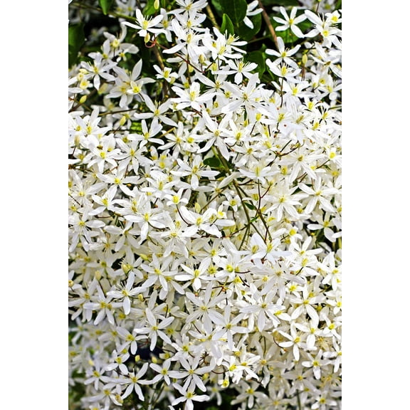 20 SWEET AUTUMN CLEMATIS Paniculata Fragrant White Flower Vine Seeds