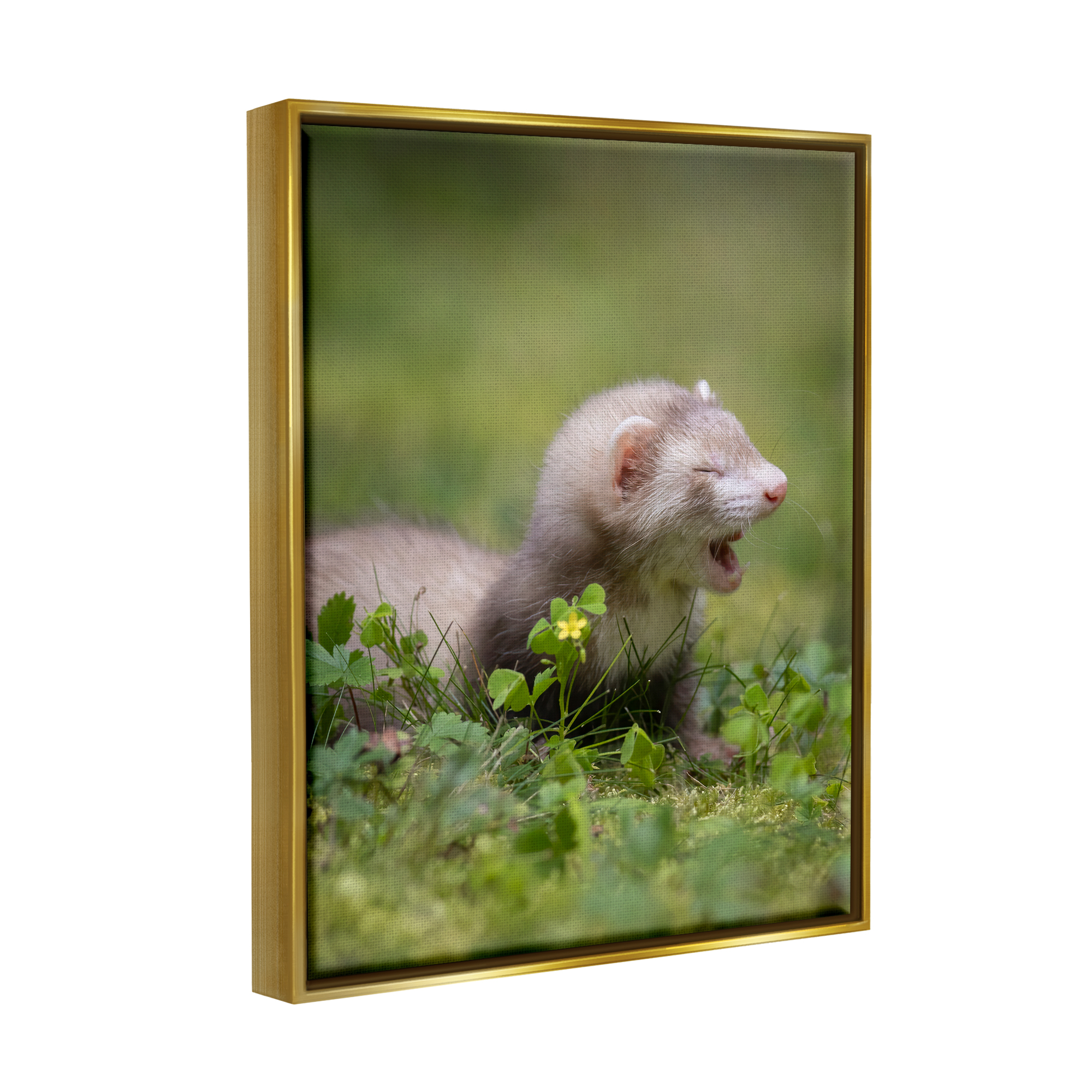Stupell Industries Baby Ferret in Grass Animals & Insects Photography Gold Floater Framed Canvas Art Print Wall Art, 17 x 21