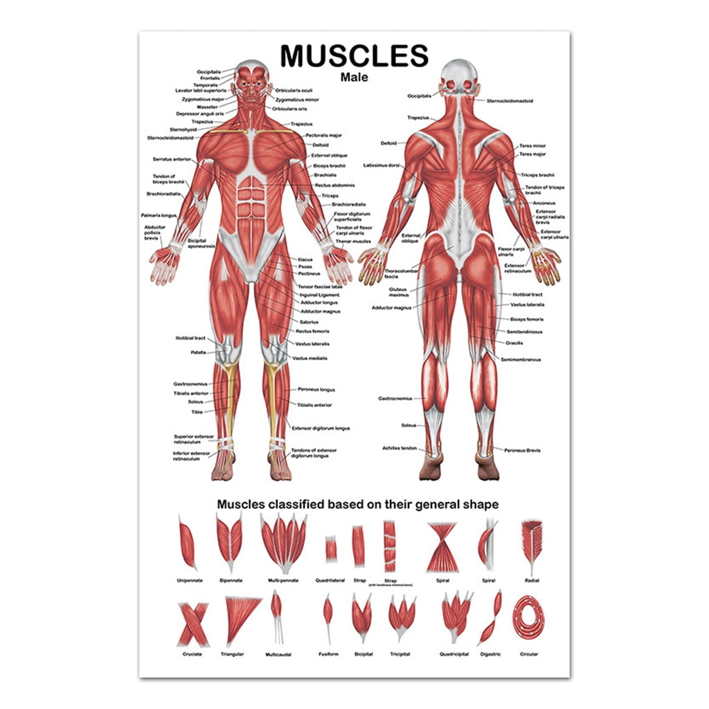 Muscular System Anatomical Poster Muscle Anatomy Chart In Front Back