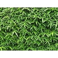 thumbnail image 3 of Green Hedge Bamboo  3 Live Plants  Non-Invasive Clumping Bamboo  Screening Privacy Hedge Bambusa Multiplex, 3 of 7