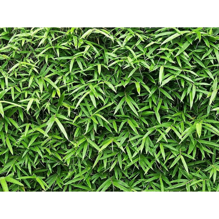 バンブー　NEWスクリーン3連 Bambusa Multiplex Green Hedge Bamboo - 3 Live Non-Invasive