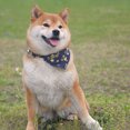 thumbnail image 3 of Pet Bandana Pet Bufanda Para Perros O Gatos Estilo Japonés Sakura Ajustable Para Animales De Diferentes Tamaños matsuzay PT001701-03, 3 of 3