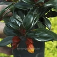 thumbnail image 3 of Nematanthus Shady Lady, Mae, Goldfish Plant - Pot Size: 3in (2.6x3.5in) - House Plants, 3 of 4