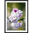 thumbnail image 2 of Daphne Bholua Jacqueline Postill, Botanical Framed Art Print Wall Art by Dr Keith Wheeler Sold by Art.Com, 2 of 3