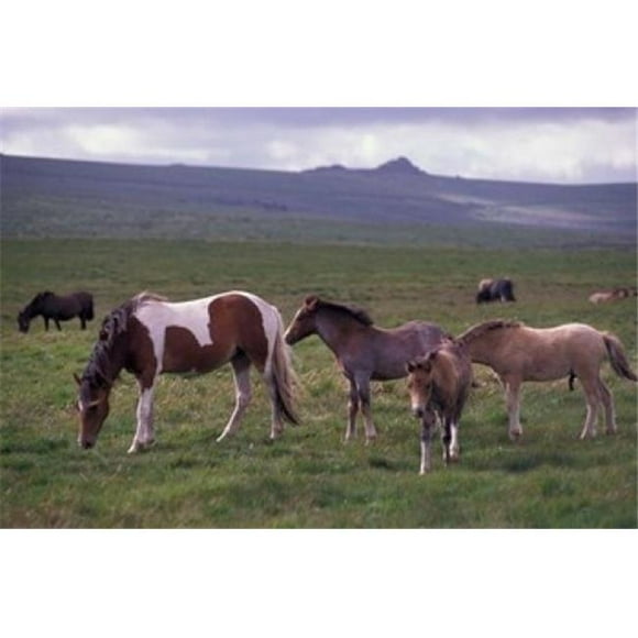 Danita Delimont PDDEU33NWH0214B Horses of Dartmoor Devon England Poster Print by Nik Wheeler, 18 x 12