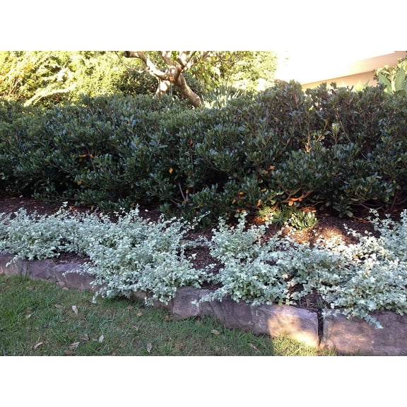 Saltbush Seeds for Planting -50 Seeds - Great Landscape Bush - Made in USA