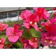 thumbnail image 2 of RedCrocus Bougainvillea Assorted Trellis | Vibrant, Climbing Plant for Gardens & Containers | Drought Tolerant & Attracts Pollinators 2 Gallon, 2 of 25