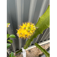 thumbnail image 3 of Yellow Dragon Fruit Plant Live, Live Dragon Fruit Plant, Dragon Fruit Live Plant for Garden 3 to 6 Inch Tall, 3 of 10