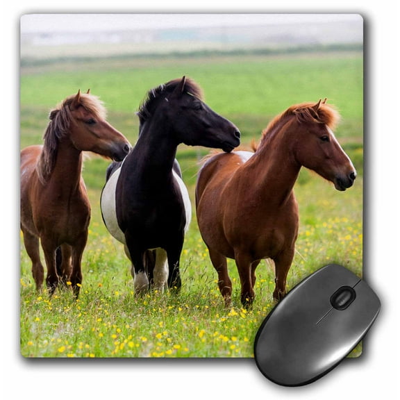 3dRose, Europe, Iceland, Icelandic horses in a field of wildflowers., MousePad