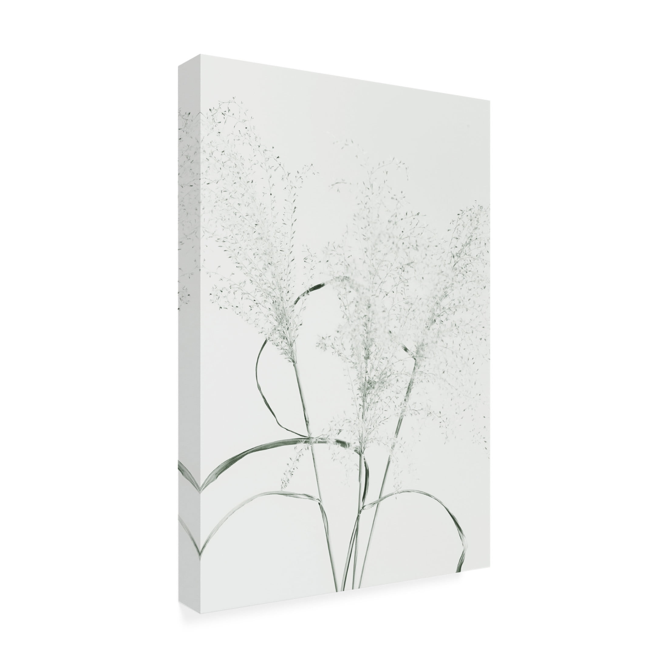 Trademark Fine Art Pictufy Studio Dried Grass Green Canvas Wall Art