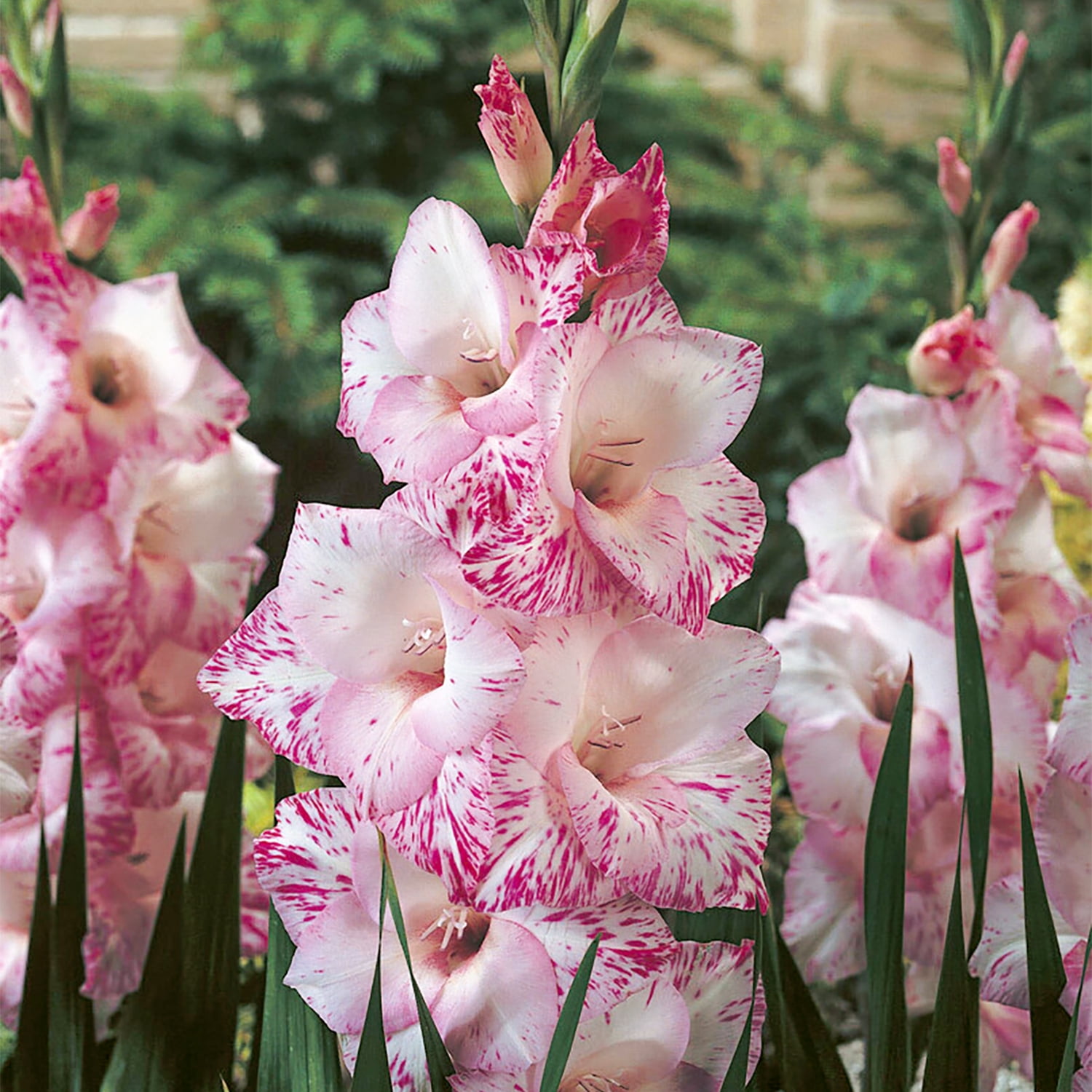 Van Zyverden Gladiolus Large Flowering My Love Set of 12 Bulbs Multicolor Partial Sun Perennial Flowers For Cutting 1 lb