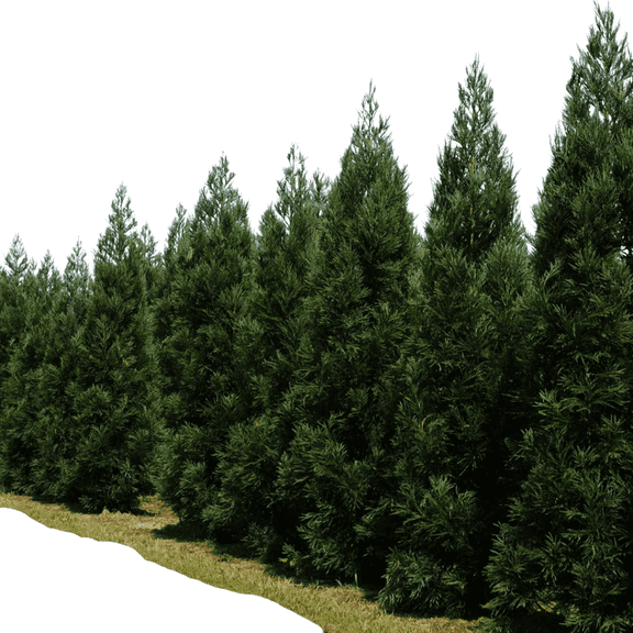 Cryptomeria Radicans Live Tree, 3 Gallon Pot, Evergreen Conifer for Privacy and Landscaping