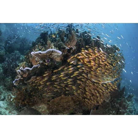 Golden Coral - Golden sweepers swim under a coral bommie in Raja Ampat Indonesia Canvas Art - Ethan DanielsStocktrek Images (17 x 12)