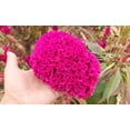 thumbnail image 5 of 750 Celosia Seed for Planting -Mix Cristata Cockscomb Woolflowers, 5 of 10