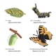 thumbnail image 3 of Juego de crecimiento de insectos para niños Hugo 4 Juguetes de Enseñanza de Aprendizaje de Educación de Mariposa Natural, 3 of 10