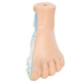 thumbnail image 1 of Garosa Human Foot Model Adults Lifesize Teaching Research Muscle Display Explain Accessories, 1 of 8