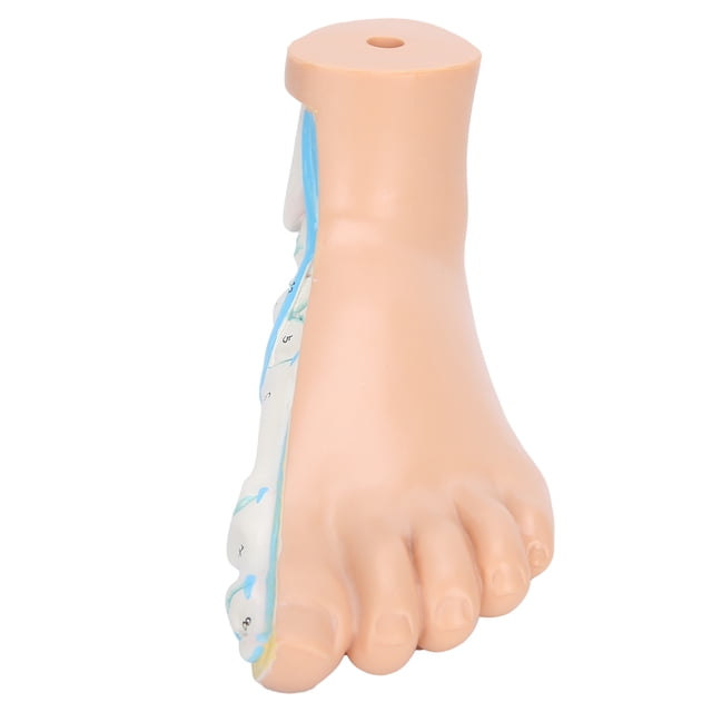 Garosa Human Foot Model Adults Lifesize Teaching Research Muscle Display Explain Accessories